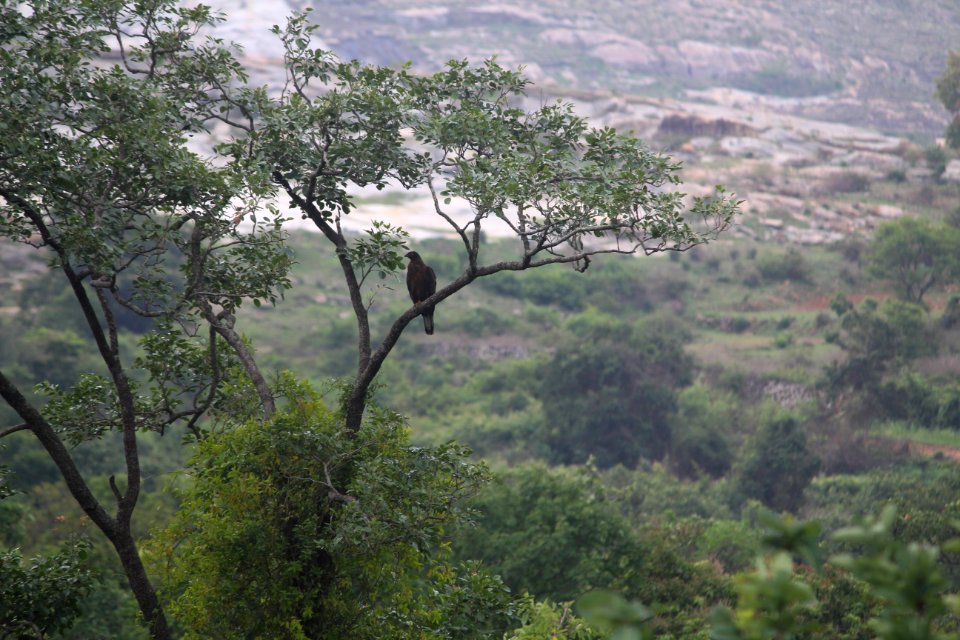 Honey buzzard habitat