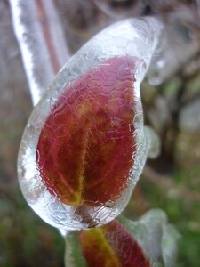 Nature plant winter
