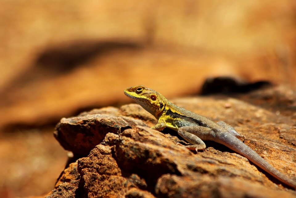 Wildlife animal nature