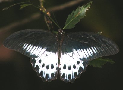 Blue Mormon Papilio polymnestor photo