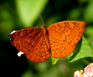 Life Cycle of Common Castor Ariadne merione photo