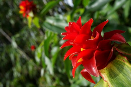 Hawaii flower tropical
