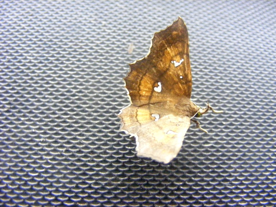 Egnasia sp., Noctuidae/Erebidae, Catocalinae