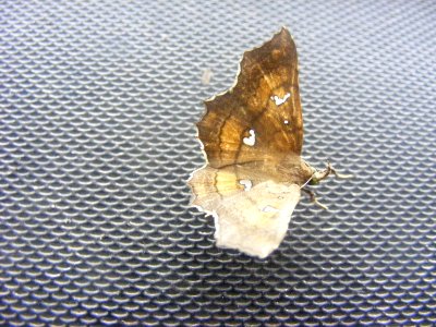 Egnasia sp., Noctuidae/Erebidae, Catocalinae