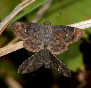 Spotted Small Flat Sarangesa purendra