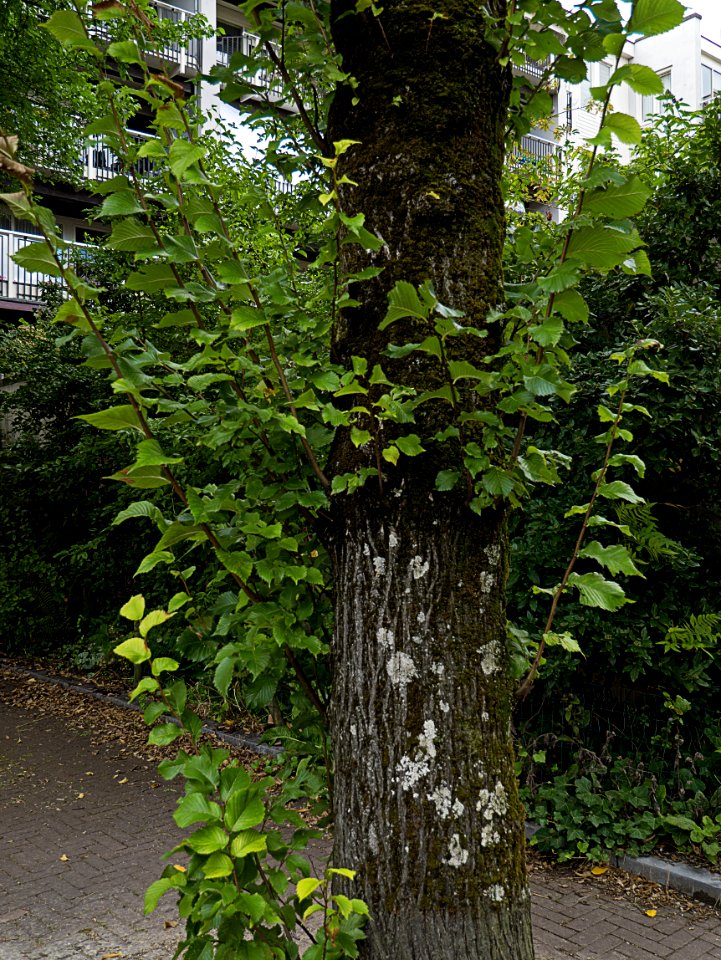 Tree trunk with lichen-moss and late summer-leaves - Kadijken-district, Amsterdam