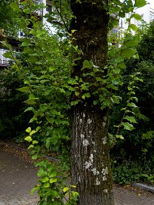 Tree trunk with lichen-moss and late summer-leaves - Kadijken-district, Amsterdam photo