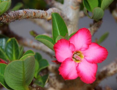 Flowers violet rosa