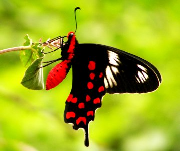 Crimson Rose (Atrophaneura hector)