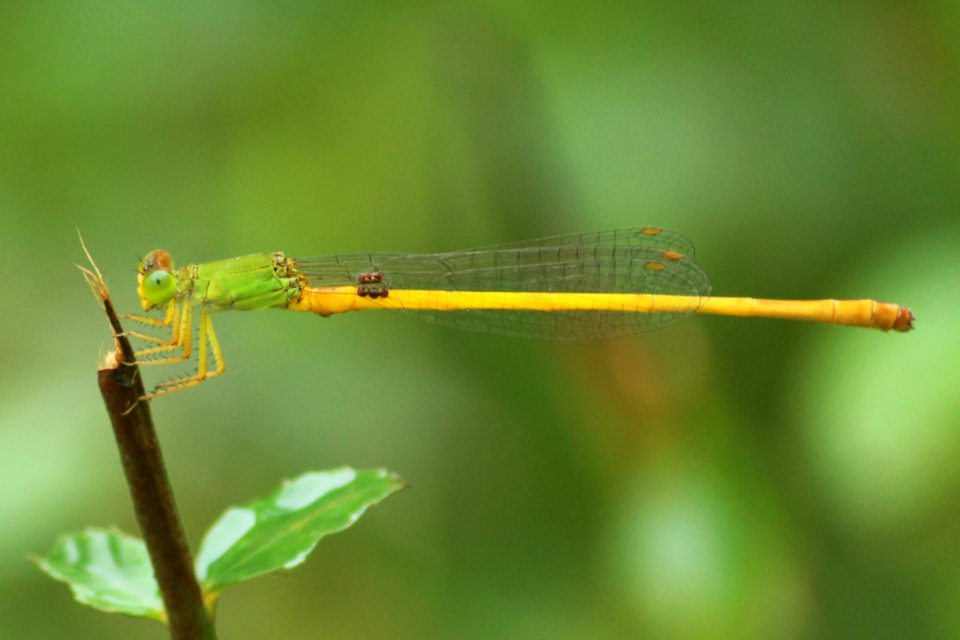 coromandel dart
