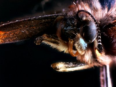 Vanessa atalanta (Linnaeus, 1758)
