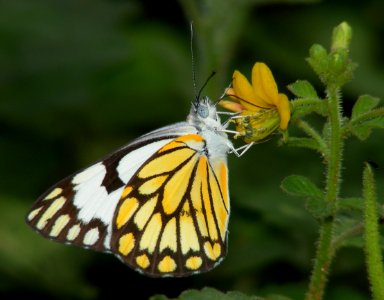 Pioneer (Caper White) Anaphaeis aurota photo