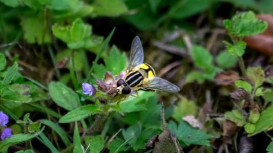 Helophilus trivittatus (Fabricius, 1805)