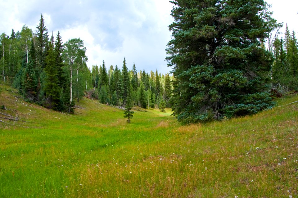 Kaibab Plateau Trail 101
