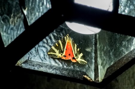 Euplagia quadripunctaria (Poda, 1761)