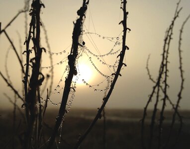 Spider dew morning photo