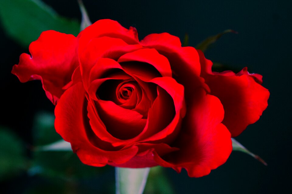 Macro red close up