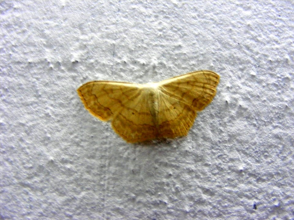 Scopula sp., Geometridae, Sterrhinae