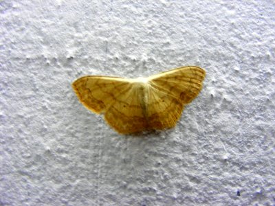 Scopula sp., Geometridae, Sterrhinae