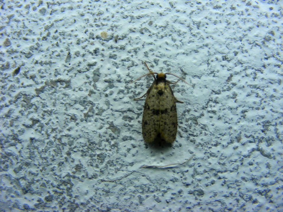 Compsoctena, Tineoidea, Eriocottidae.