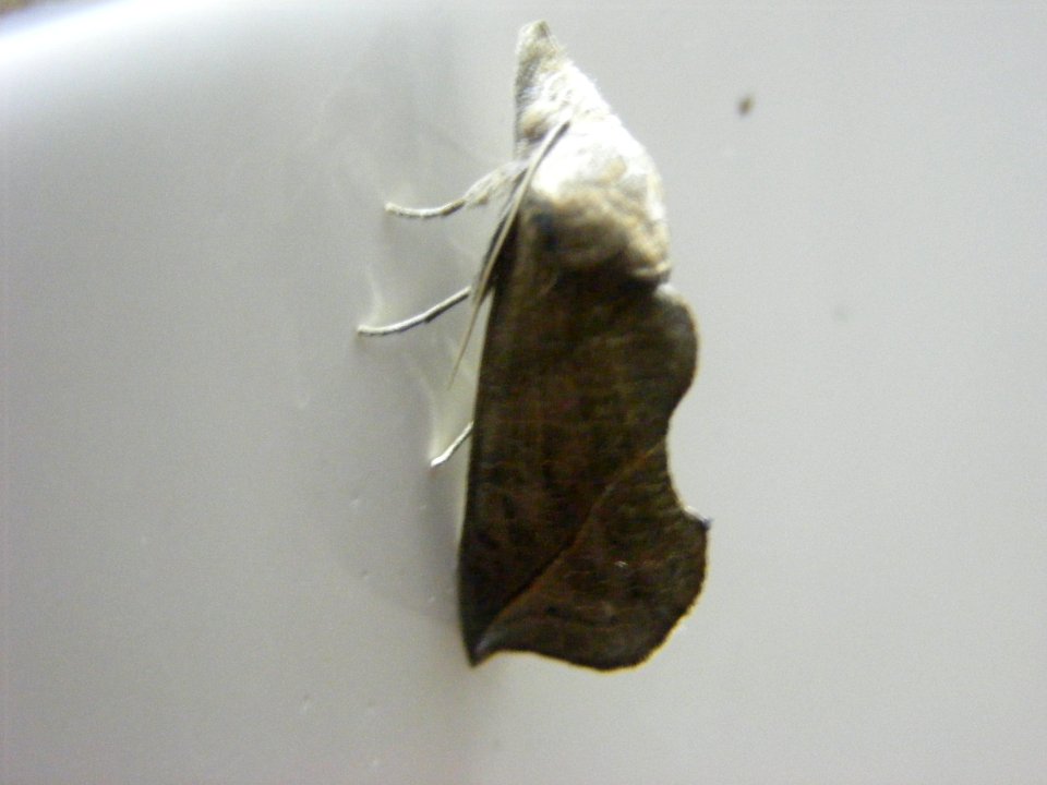 Calyptra sp., Noctuidae/Erebidae, Catocalinae