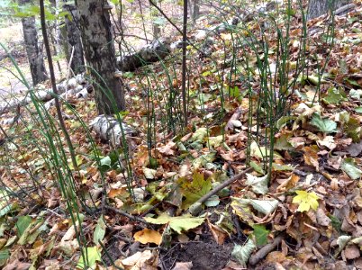 Equisetum hyemale