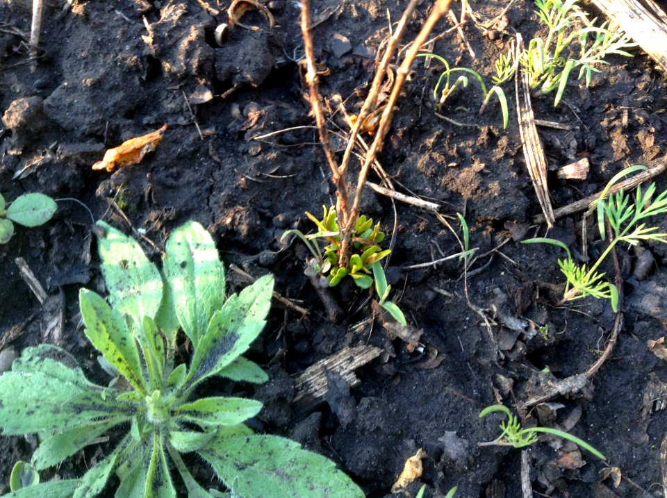 Punica granatum seedlings