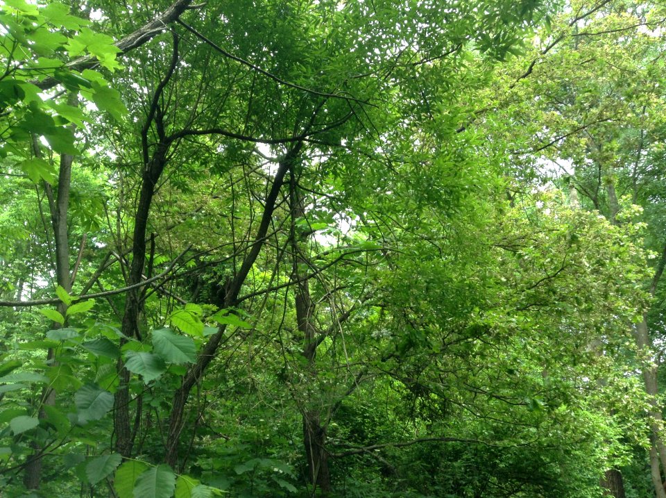 Prunus amygdalus