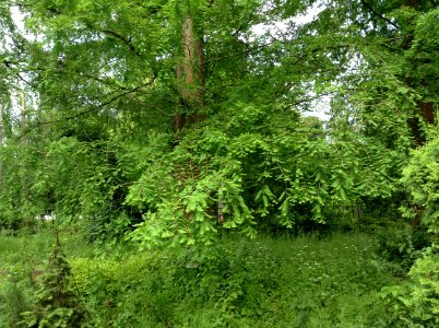 Metasequoia glyptostroboides