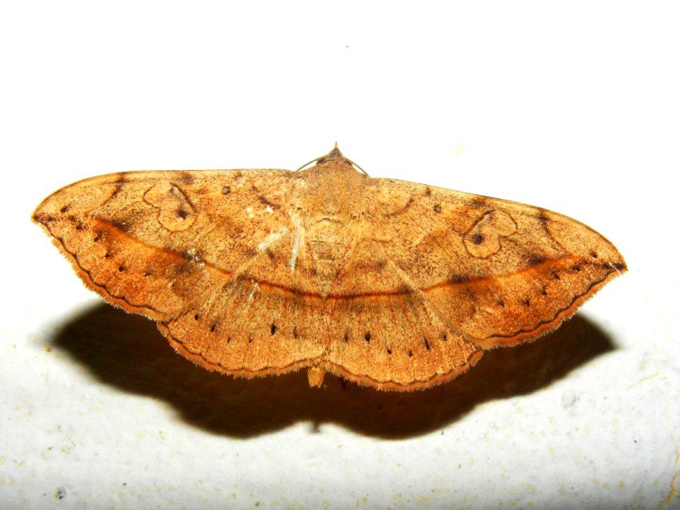 Anticarsia irrorata