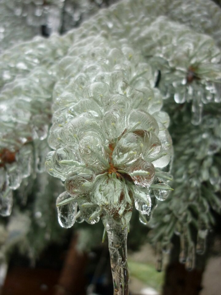 Frozen winter pine wood