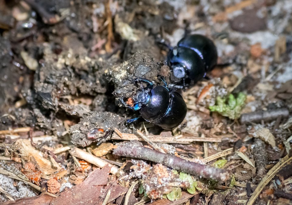 Fontainebleau - 2018/06/16