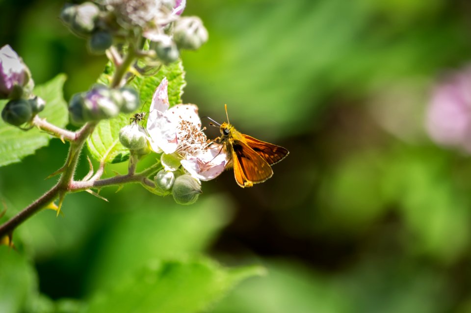 Fontainebleau - 2018/06/16