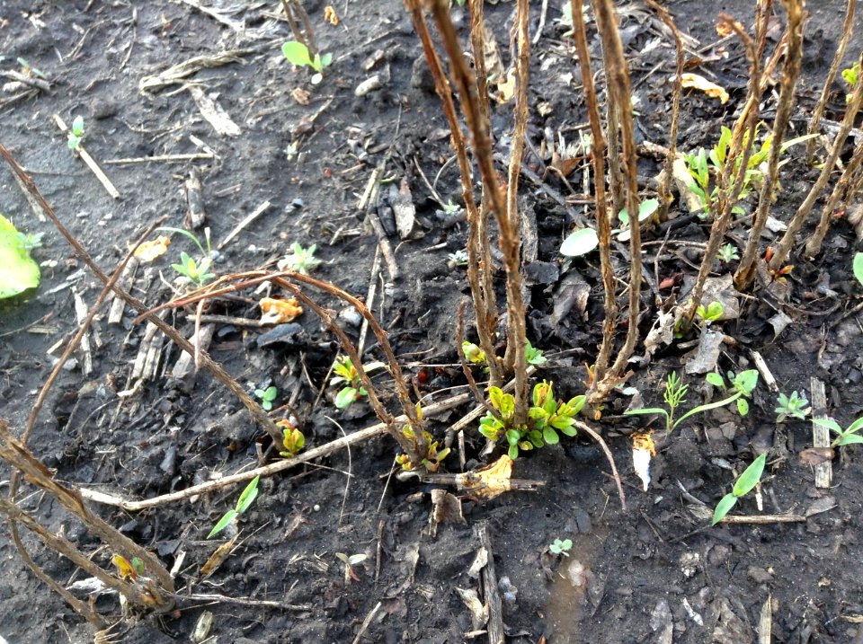 Punica granatum seedlings