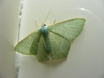 Pelagodes sp., Geometridae, Geometrinae