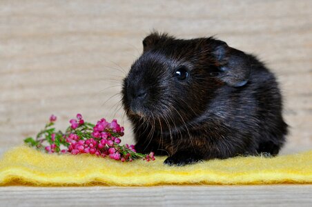 Gold agouti sweet small
