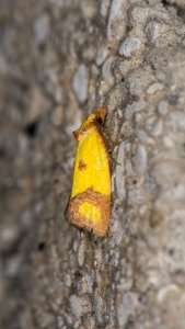 Agapeta zoegana (Linnaeus, 1767)
