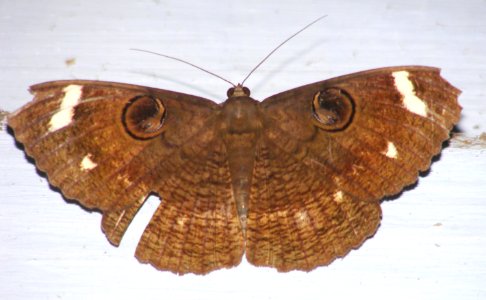 Moth Erebus hieroglyphica