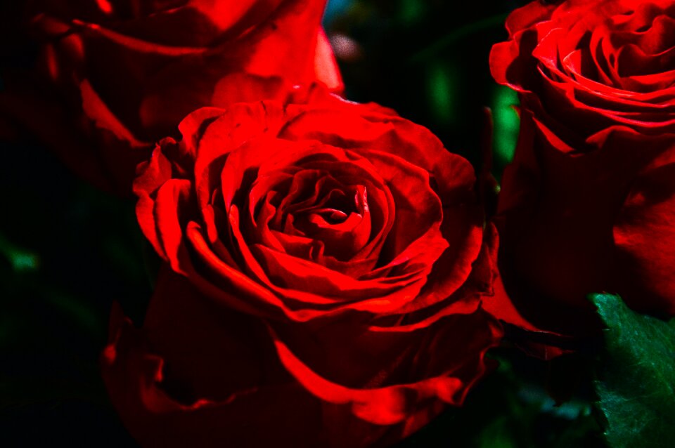Flower love romance