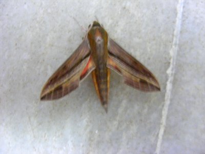 Hippotion sp. (rossetta ?), Sphingidae, Macroglossinae