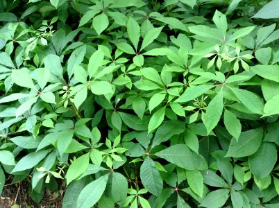 Aesculus parviflora. Leaves
