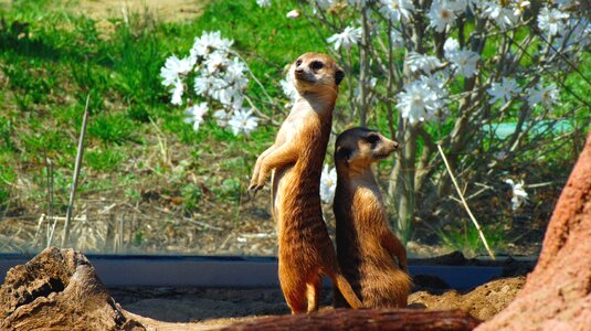 Wildlife cute africa