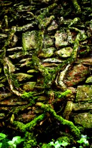 Ivy roots photo