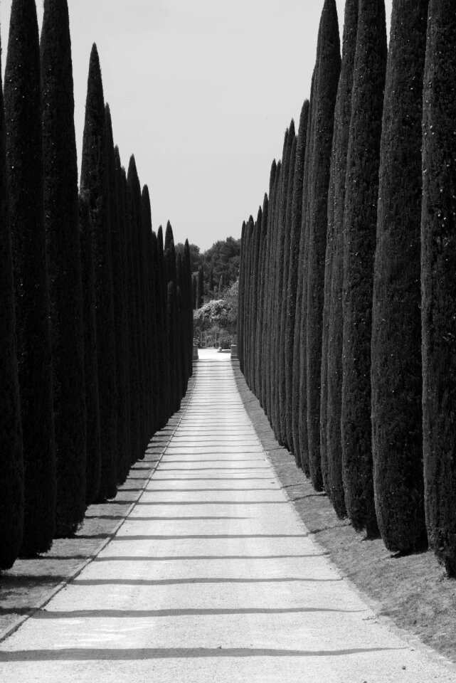 Driveway trees access