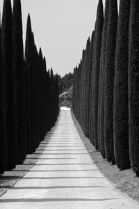 Driveway trees access