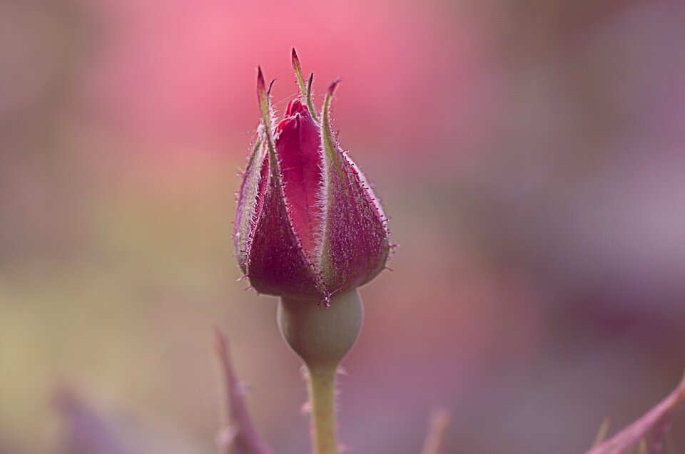 Bloom red rose closed
