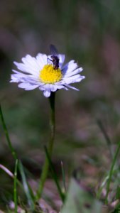 Margriet met vlieg