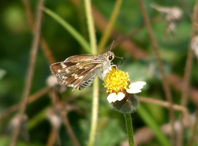 Common Grass Dart Taractrocera maevius photo