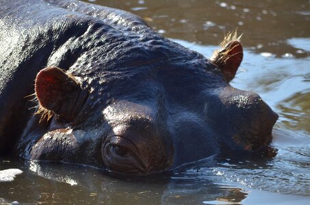 Hippopotamus wildlife africa