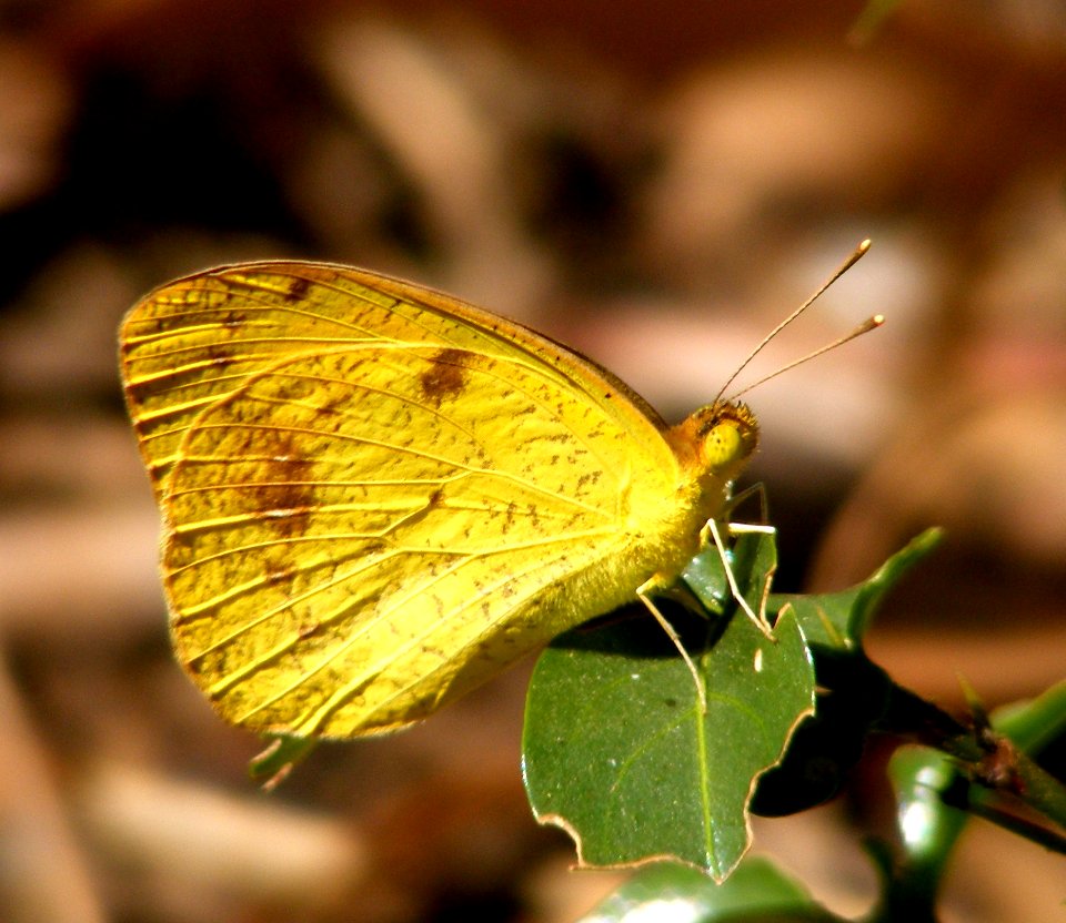 Yellow Orange Tip Ixias pyrene (male)